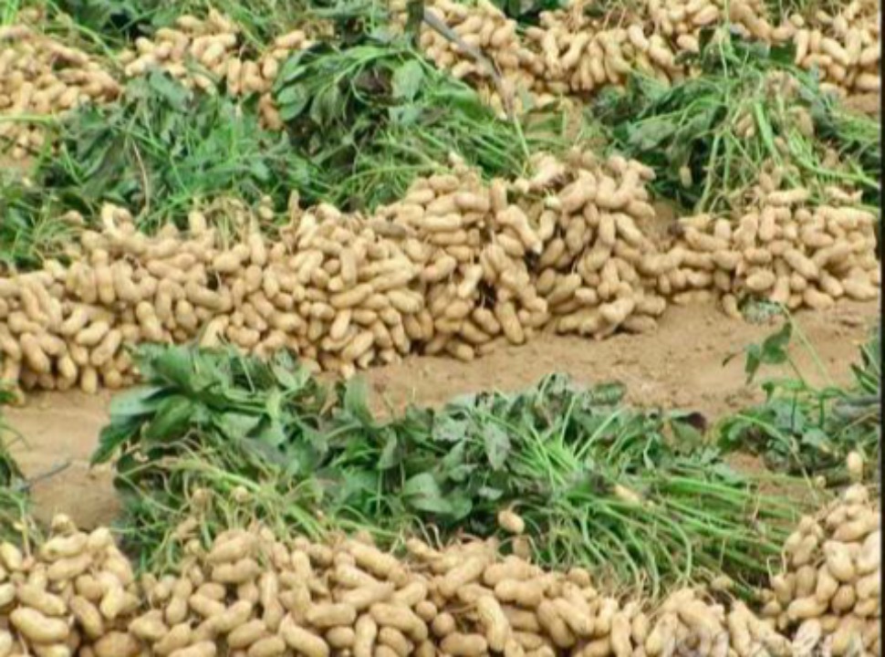 年年換新車,“換來”財源滾滾-草料場老板的生意經(jīng)